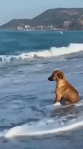 Sad Dog In The Seashore GIF