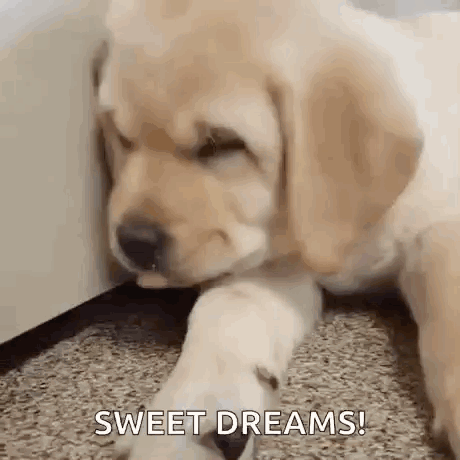Sad Dog Labrador Retriever Sweet Dreams GIF