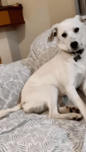 Sad Dog On Couch GIF