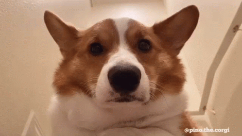 Sad Dog Pembroke Welsh Corgi GIF