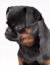 Sad Dog Petit Brabancon GIF