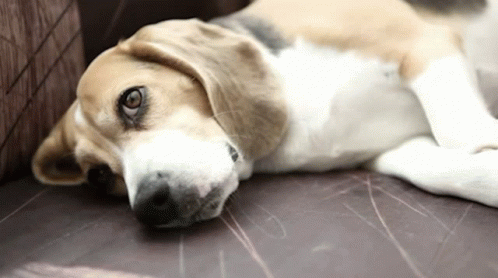Sad Dog Whatever GIF