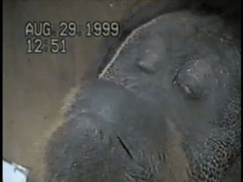 Sad Fat Monkey Being Alone GIF