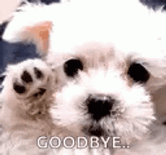 Sad Goodbye White Dog Waving Meme GIF