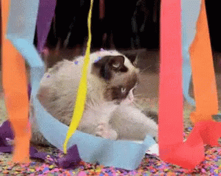 Sad Grumpy Cat Party Confetti GIF