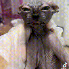 Sad Hairless Cat