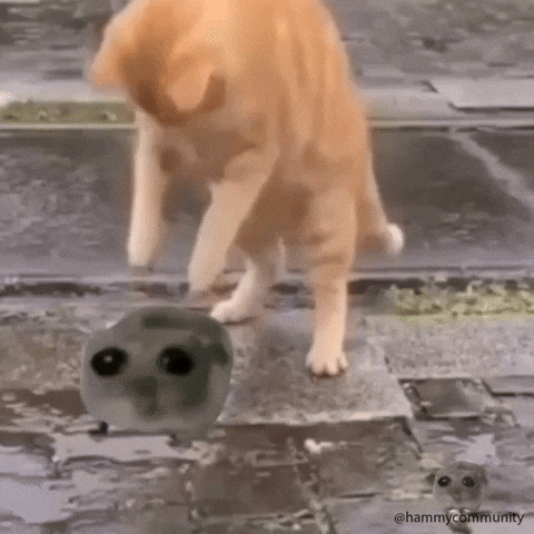 Sad Hamster And Orange Cat GIF