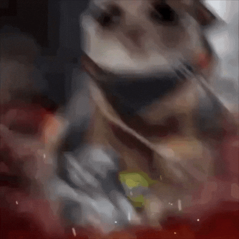 Sad Hamster Carrying Cute Kittens GIF