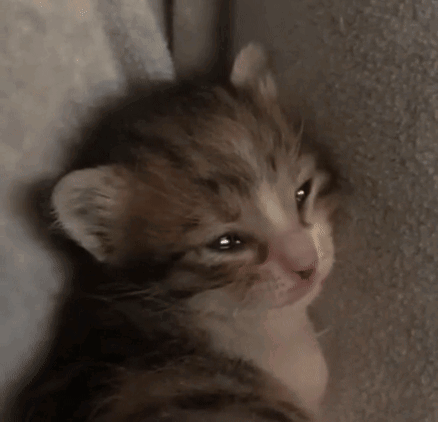 Sad Kitten
