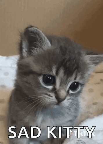 Sad Kitty Kitten GIF