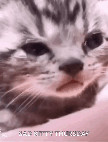 Sad Kitty Thursday Cat Close Up
