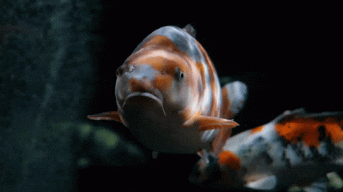 Sad Koi Fish Swimming GIF