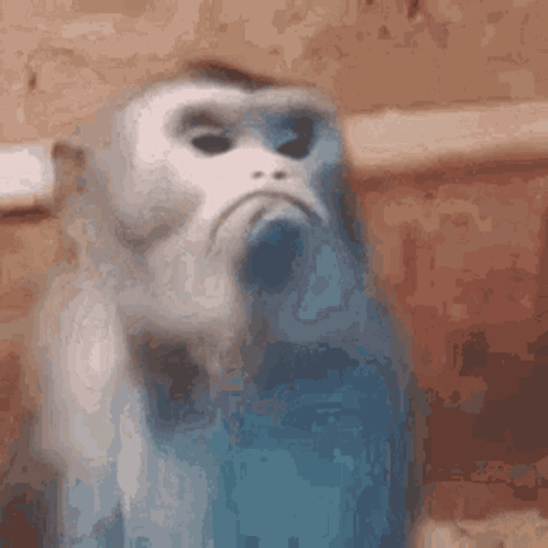 Sad Monkey GIF