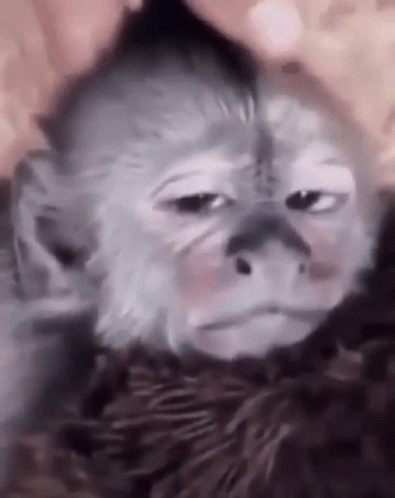 Sad Monkey Close Up