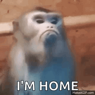 Sad Monkey Saying I'm Home