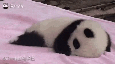 Sad Panda Tired Sleepy GIF