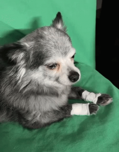 Sad Pomeranian Dog GIF