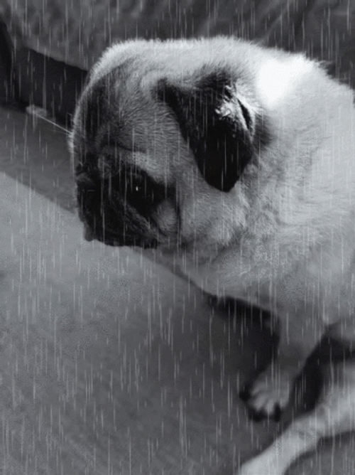 Sad Pug Dog In Rain GIF