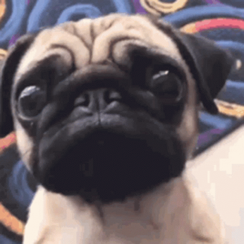 Sad Pug Dog Sitting on Bed