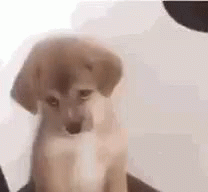 Sad Puppy With Cute Pleading Eyes GIF