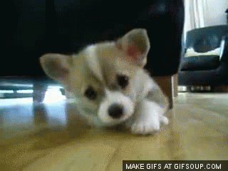 Sad Puppy Cutley Laying In Floor GIF