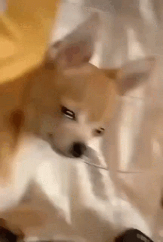 Sad Puppy With Eyes Full Of Tears GIF