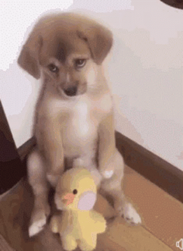 Sad Puppy With Toy And Pleading Eyes GIF