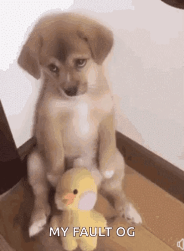 Sad Puppy Admits Fault GIF