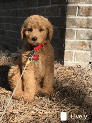 Sad Puppy Stuck With Rope GIF