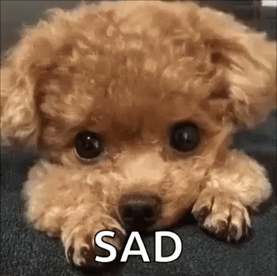 Brown Curly Haired Sad Puppy GIF