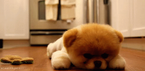 Sad Cute Brown Puppy In Floor GIF