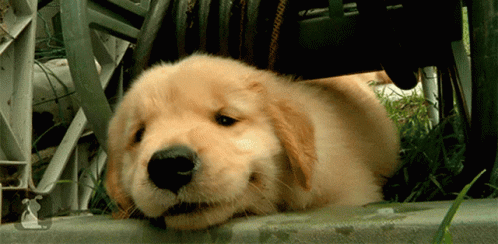 Sad Grumpy Puppy GIF