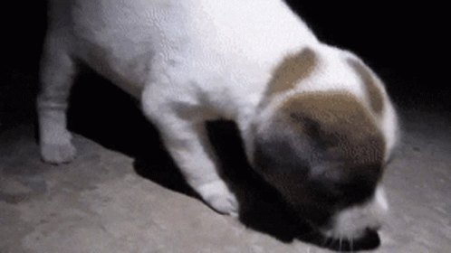 Sad Puppy Sniffing In The Dark GIF