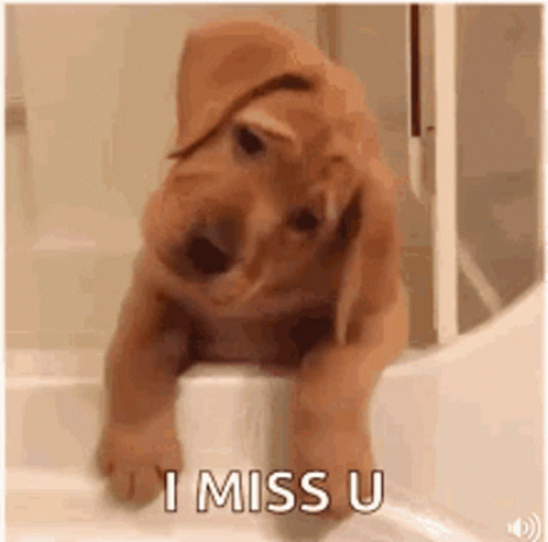 Sad Puppy I Miss U GIF