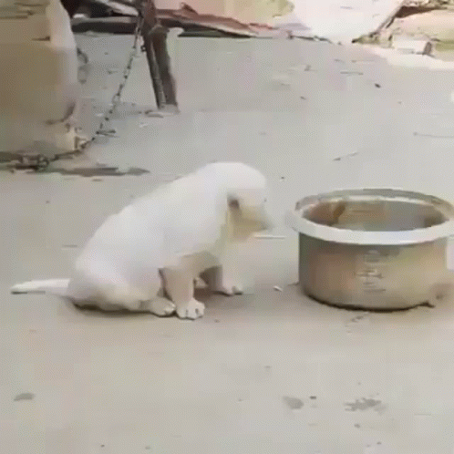 Hungry Sad Puppy GIF