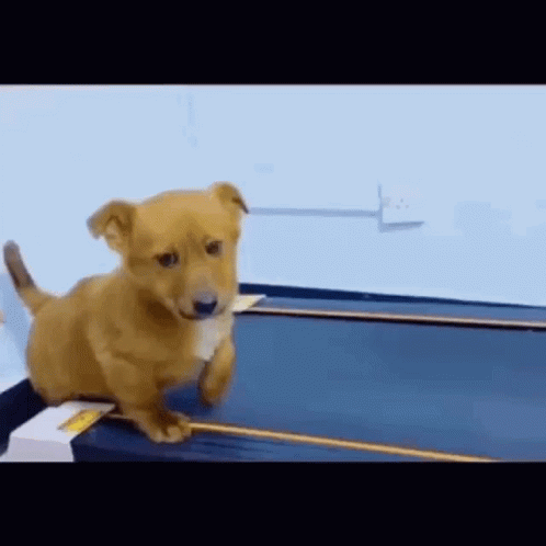 Sad Puppy Doesn't Want To Treadmill GIF