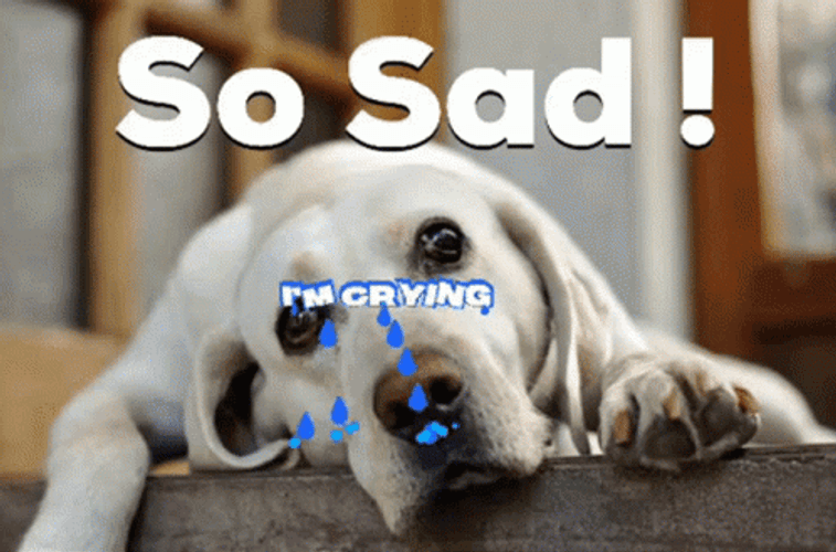 Sad Puppy Crying GIF