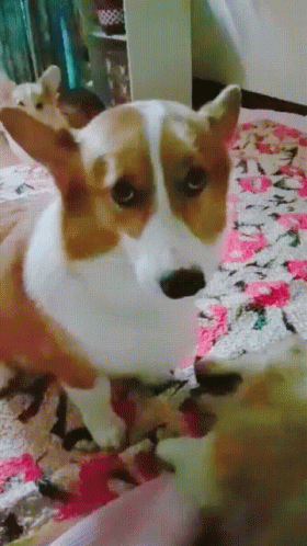 Sad Puppy Eyes Of Corgi GIF