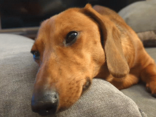 Sad Puppy Face On The Couch GIF
