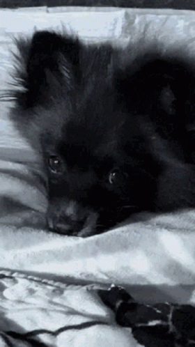 Sad Puppy Laying On The Bed GIF