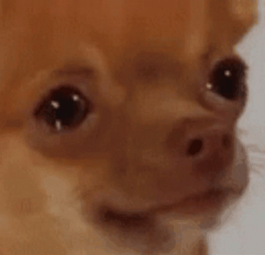 Sad Puppy Licks Nose GIF