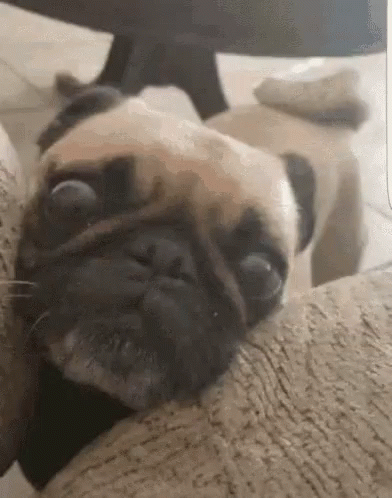 Sad Puppy Looking Pitiful GIF