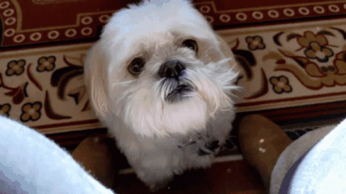 Sad Puppy Looks Down GIF