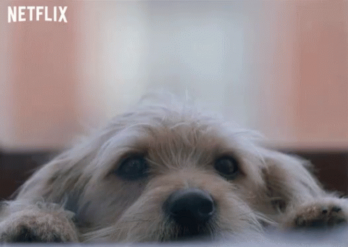 Sad Puppy Move Away GIF