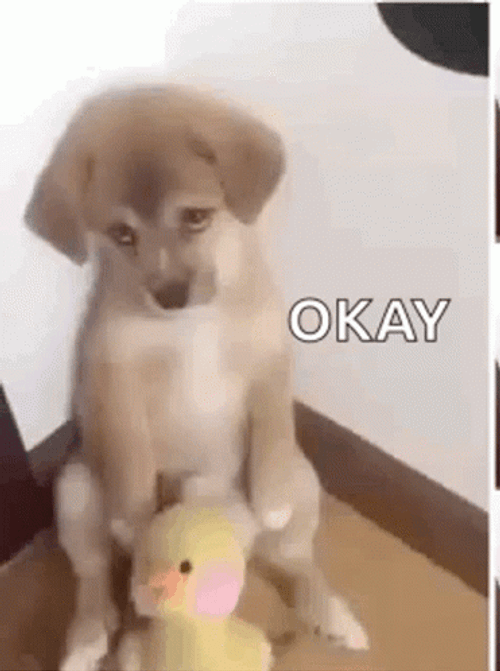 Sad Puppy Okay GIF