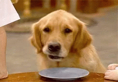 Sad Puppy Placed Chin On Plate GIF