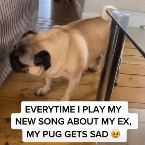 Sad Puppy Pug Sad With Breakup Song GIF