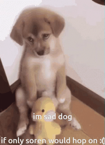 Sad Puppy Sitting Next to Stuffed Duck