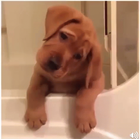 Sad Puppy Turns Head Side By Side GIF
