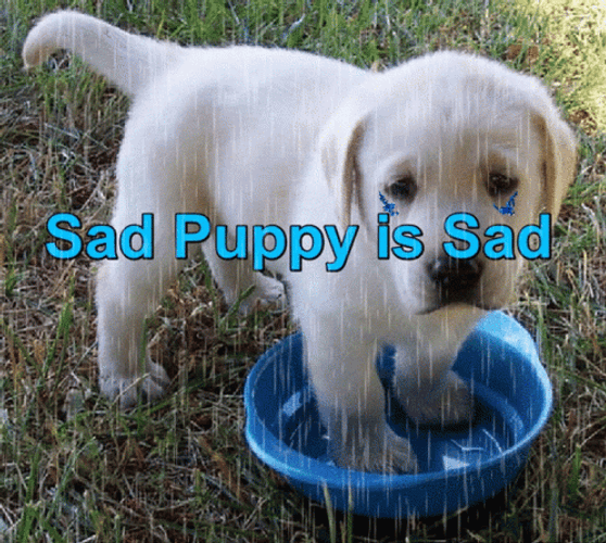 Sad Puppy Under The Rain GIF